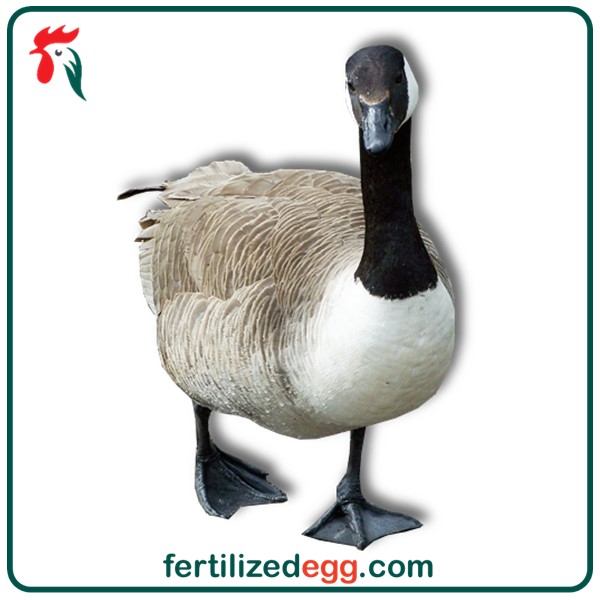 تخم نطفه دار غاز کانادایی 